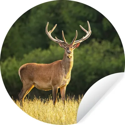Produktbild von MuchoWow® Runde Wandtattoo - Wandsticker Tapete Aufkleber Hirsch - Geweih - Gras - Natur - Tiere - Grün Ø 80 cm Selbstklebend und Repositionierbar - Wandaufkleber - Kreis - Mauerkreis - Wand Bilder - Wandsticker - Wohnzimmer Dekoration - Dekoration für die Wände - Aluminium - Babyzimmer