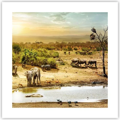 Produktbild von Poster - Poster ohne Rahmen - Safari Tiere - 40x40 cm - Wand Bild - Wanddeko - Wandbilder - Kunstposter - Wandposter - Bilder - Kunstdruck - Wanddekoration - Wandbild - P2XAC40x40-3880
