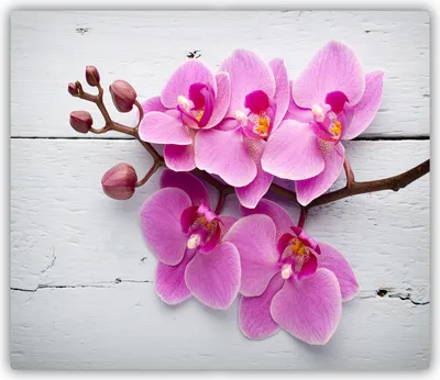Produktbild von Tulup Glas Herdabdeckplatte Glaskeramikkochfeld-Abdeckung Spritzschutz Glasabdeckplatte Kochplattenabdeckung und Schneidebrett - Einteilig - 60x52 cm Orchidee auf Holz