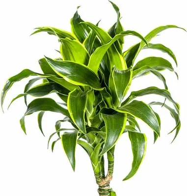 Image de Dracaena Deremensis Dorado - Dracaena - Ø24cm - Ø 120-140cm - Plante
