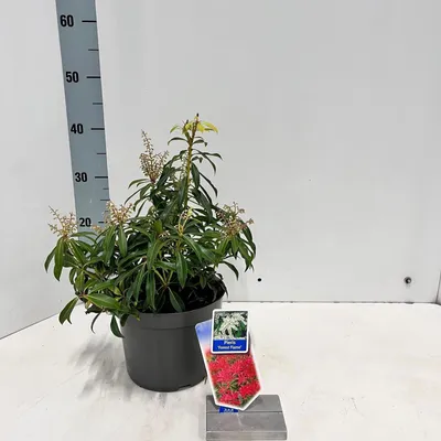 Produktbild von Pieris ‘Forest Flame’ - Schattenglöckchen | 20-25 cm im Topf