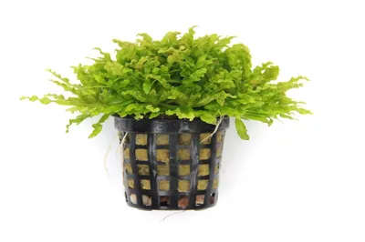 Produktbild von Pogostemon helferi  Gewelltblättriges Laichkraut Aquariumpflanzen