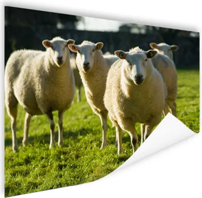 Produktbild von MuchoWow® Poster Schafe - Tiere - Wolle 120x80 cm - Bilder