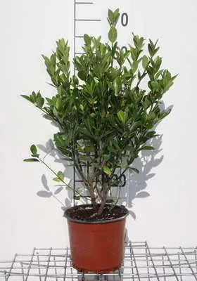 Produktbild von Euonymus japonicus - Korkflügelstrauch 40- 60 cm Container
