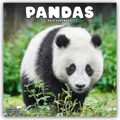 Obrázok produktu pre Pandy - Pandy 2025 - 16-mesačný kalendár