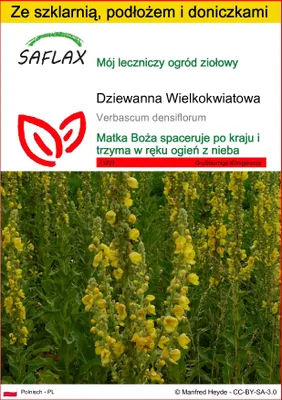 Zdjęcie produktu dla SAFLAX - Zestaw do uprawy - Dziewanna Wielkokwiatowa - 500 Nasiona - Z mini szklarnią, podłożem uprawowym i 2 doniczkami - Verbascum densiflorum