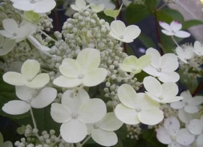 Produktbild von Rispenhortensie Early Sensation - Hydrangea paniculata Early Sensation