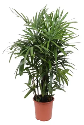 Produktbild von Rhapis Excelsa - 110-120cm - Ø27cm - Zimmerpflanze - Immergrün