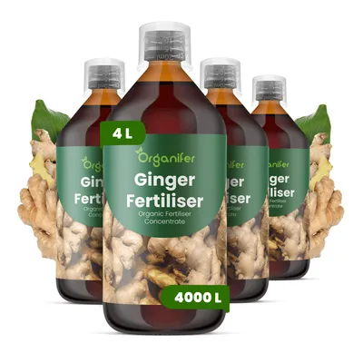 Obrázok produktu pre Zázvor – Tekuté hnojivo 4x1 L – 2-1-8 (NPK) – Pre zázvor – Podporuje stabilný rast hľúz a listov – Organický produkt