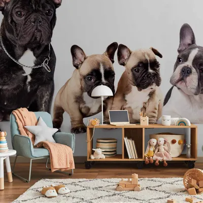 Produktbild von Vlies Fototapete - French Dogs 150x105 cm Tiere g-B-0202-a-a