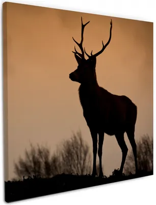 Produktbild von Wallario Premium Leinwandbild Rothirsch am Abend in Größe 50 x 50 cm