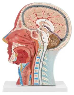 Anatomisches Kopf-Hals-Modell, lebensgroß, PVC, Lehrmittel