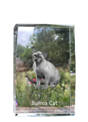 Produktbild von Burmesische Katze Kristall mit Katze Art-Dog