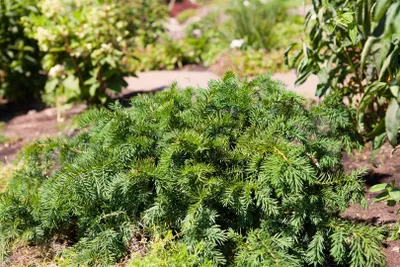 Produktbild von Taxus baccata 'Repandens', flachwachsend, 15–20 cm