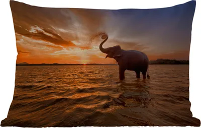 Produktbild von MuchoWow® Outdoor Kissen - Elefant - Meer - Tiere - Sonnenuntergang - Orange - 60x40 cm - Wetterfest - Lounge Kissen - Zierkissen - Kissen für Innenräume