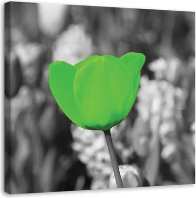 Produktbild von Leinwandbild grüne tulpe in einer wiese 60x60 cm Feeby grün wandbild bereit zum aufhängen