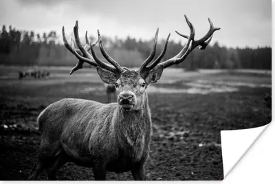 Produktbild von MuchoWow® Poster Tiere - Hirsch - Geweih - Schwarz und weiß - Natur 120x80 cm - Bilder
