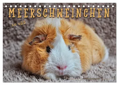 Produktbild von Meerschweinchen - so süß (Tischkalender 2027 DIN A5 quer), CALVENDO Monatskalender