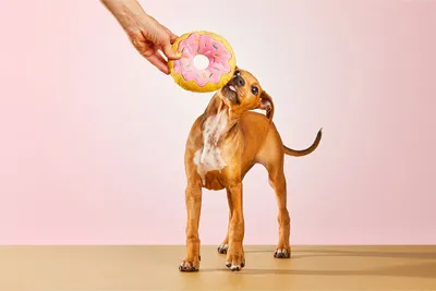 Obrázok produktu pre Gloria Dognut plyšová hračka 3,5x14x14 cm 3,5x14x14 cm