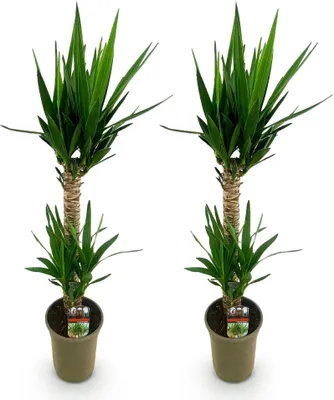 Image de Yucca Elephantipes - 120cm - Ø19cm - Yucca facile d'entretien aux feuilles
