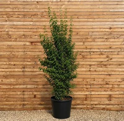 Produktbild von Kornelkirsche mehrstämmig 150-200 cm - Cornus mas mehrstämmig