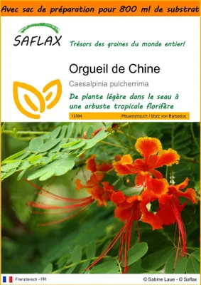 Image de SAFLAX Garden in the bag - Orgueil de Chine - 10 graines - Caesalpinia