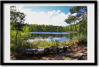 Produktbild von Bild 60x40 MDF-Rahmen, Wandkunst Waldpanorama