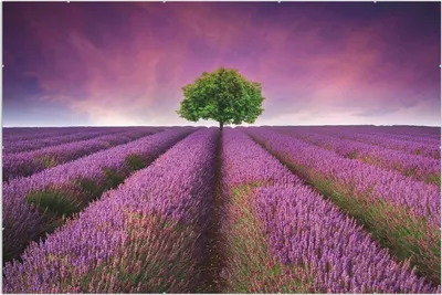 Produktbild von Wallario Wandbild Lila Blumenfeld, Größe: 61 x 91,5 cm, Poster mit rahmenlosen Bildhalter