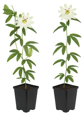 Obrázek produktu pro Exotické popínavé rostliny – mučenka Passiflora Avalanche – sada 2 ks – 11cm květináč