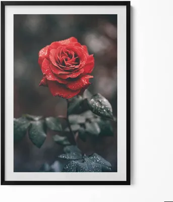 Produktbild von Rote Rosenblüte– Wandbild mit Rahmen – Gerahmtes Bild  – Wanddekoration – 70x100 cm –  Schwarz Rahmen