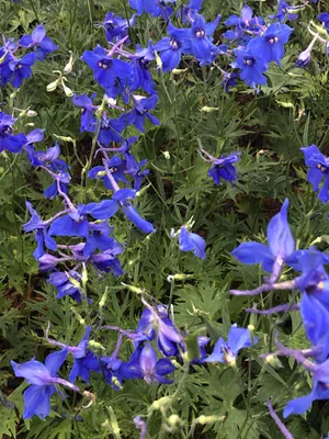 Obrázok produktu pre 6 xDelphinium (b) 'Všlkerfrieden' Ð Delphinium v kvetináči 9x9 cm+D34