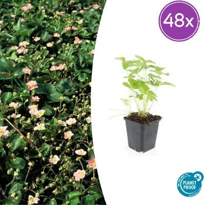 Zdjęcie produktu dla Fragaria vesca | 48 sztuk - 10-25cm - Ø9cm - Roślina ogrodowa
