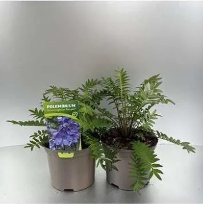 Produktbild von 6 x Polemonium caer. 'Bressingham Purple'® - Jakobsleiter - Topf 9 x 9 cm