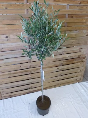 Produktbild von [Palmenlager] Olea europea - Olivenbaum - Hochstamm 170 cm