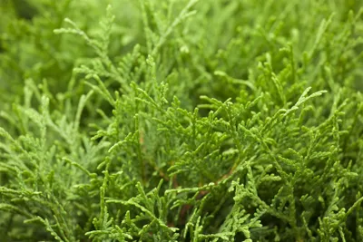 Produktbild von Thuja occidentalis 'Tiny Tim', Kugel-Lebensbaum, kompakt, 15–20 cm