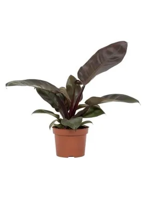 Image de Philodendron Black Cardinal, plante d'intérieur, 30 cm