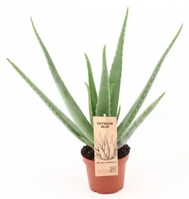 Produktbild von Aloe Vera-Pflanze im Topf für den Außenbereich