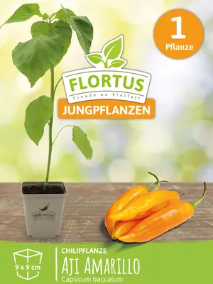 Produktbild von Chilipflanze Aji Amarillo | Chilipflanzen von FLORTUS, Menge:1 Pflanze
