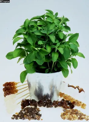 Produktbild von Pflanzensamen, Kräuter - Stevia-Süßkraut