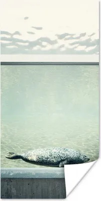 Produktbild von MuchoWow® Poster Robbe im Aquarium 40x80 cm - Dekoration