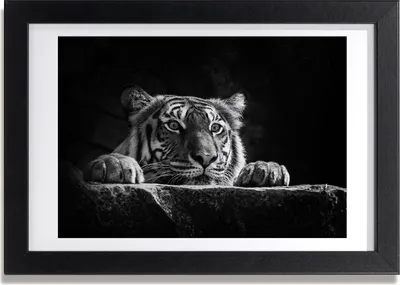 Produktbild von Bild 30x20 MDF-Rahmen, Wandkunst Tiger