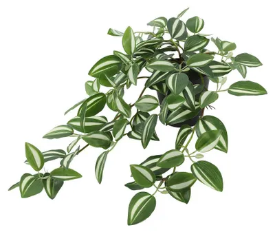 Immagine prodotto di Pianta artificiale Countryfield, Tradescantia, pianta da interno, piantina, ideale per essere appesa, altezza 50 cm, decorazione