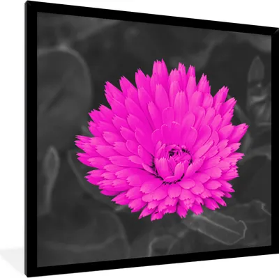 Produktbild von MuchoWow® Gerahmtes Poster Blumen - Aquarell - Rosa 40x40 cm - Poster mit Schwarzem Bilderrahmen Wandposter Rahmen Foto Bilder - Mit Rahmen - Wanddekoration Schlafzimmer