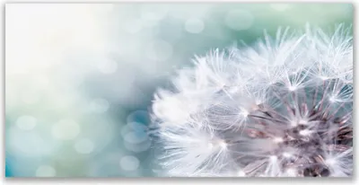 Produktbild von Glasbilder 120x60 Wandbild Druck auf Glas Pusteblume Pflanzen