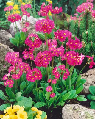 Produktbild von Primula rosea 'Gigas', Rosenprimel, pink, ca. 9x9 cm Topf