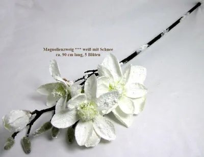 Produktbild von Magnolienzweig naturgetreu mit 5 Blüten weiß mit Schnee, künstlich ca. 90 cm