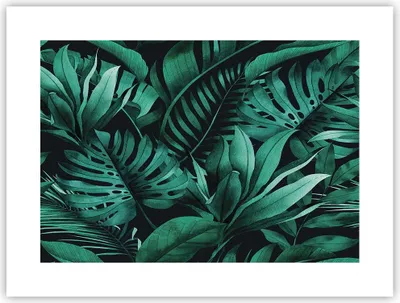 Produktbild von Poster - Poster ohne Rahmen - Blätter Grafiken Monstera - 40x30 cm - Wand Bild - Wanddeko - Wandbilder - Kunstposter - Wandposter - Bilder - Kunstdruck - Wanddekoration - Wandbild - P2XAA40x30-4886