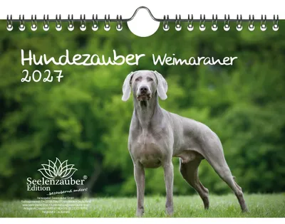 Produktbild von Hundezauber Weimaraner DIN A5 Kalender für 2027 Welpen und Hunde - Seelenzauber