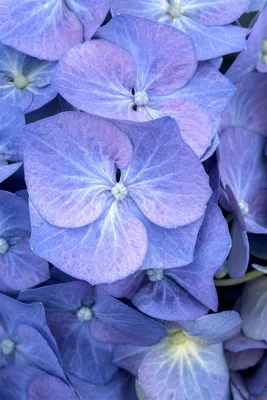 Produktbild von Hydrangea macrophylla 'Bela', Hortensie, rosa, 40–60 cm