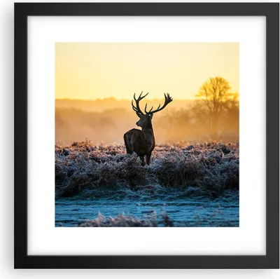 Produktbild von Gerahmtes Poster - Schwarzer Rahmen - Feld Nebel Natur Baum - 30x30 cm - Wand Bild - Wanddeko - Wandbilder - Kunstposter - Wandposter - Bilderrahmen - Bilder - Kunstdruck - Wandbild - P2BAC30x30-2428